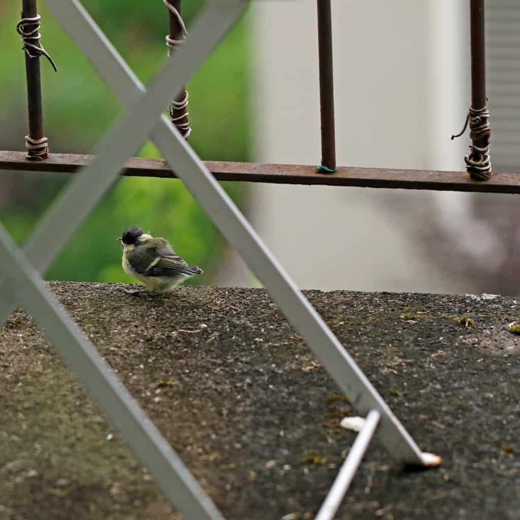 Eine junge Meise sitzt auf dem Balkon.