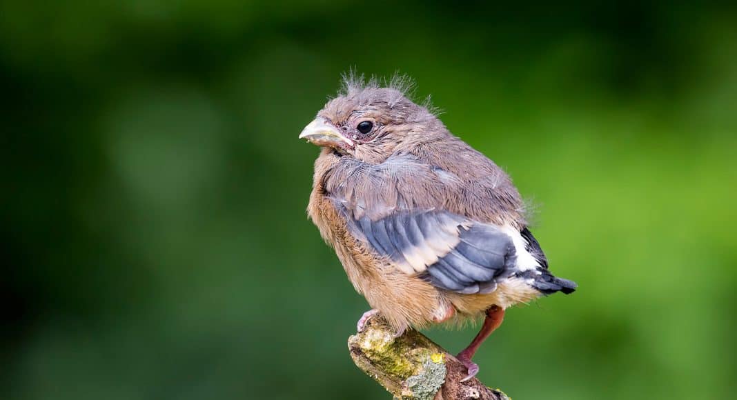 Dieser junge Vogel, ein Gimpel, braucht keine Hilfe.