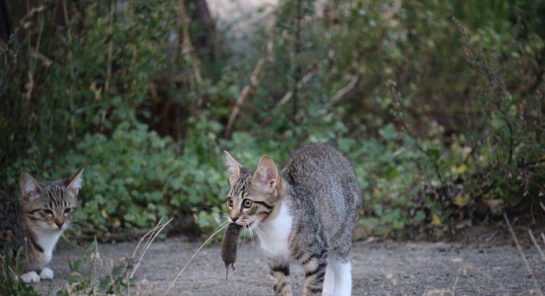 Katze hat eine Maus gefangen. Schicken Sie den Fang nun ein und helfen Sie der Wissenschaft.
