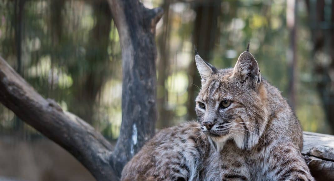 Seit 40 Jahren ist der Luchs in der Schweiz wieder vertreten.