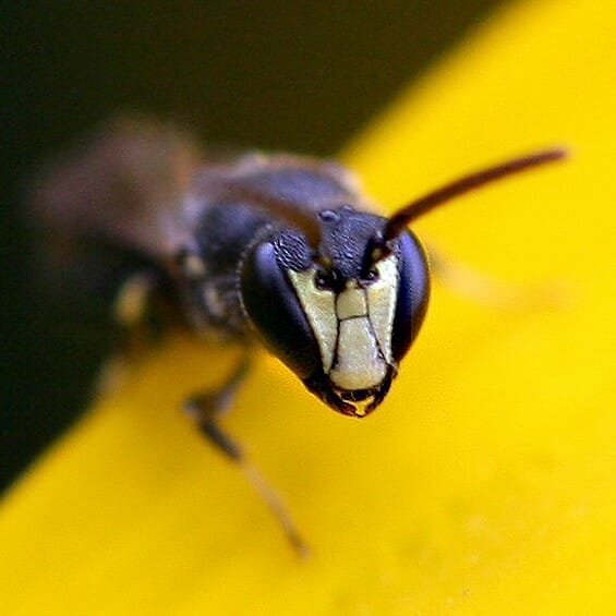 Porträt einer Maskenbiene.