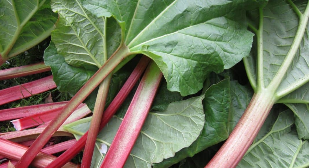 Der Rhabarber ist ein vitaminreiches Gemüse.