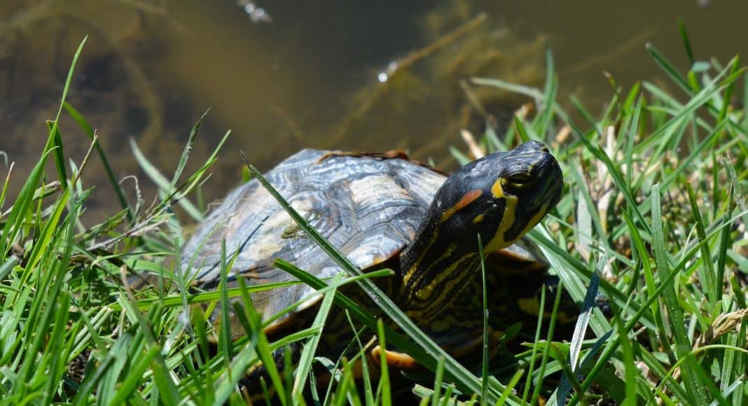 Richtige Tierhaltung bei Schildkröten ist wichtig.