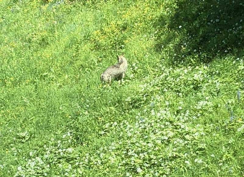 Wolf erstmals in Zug entdeckt.