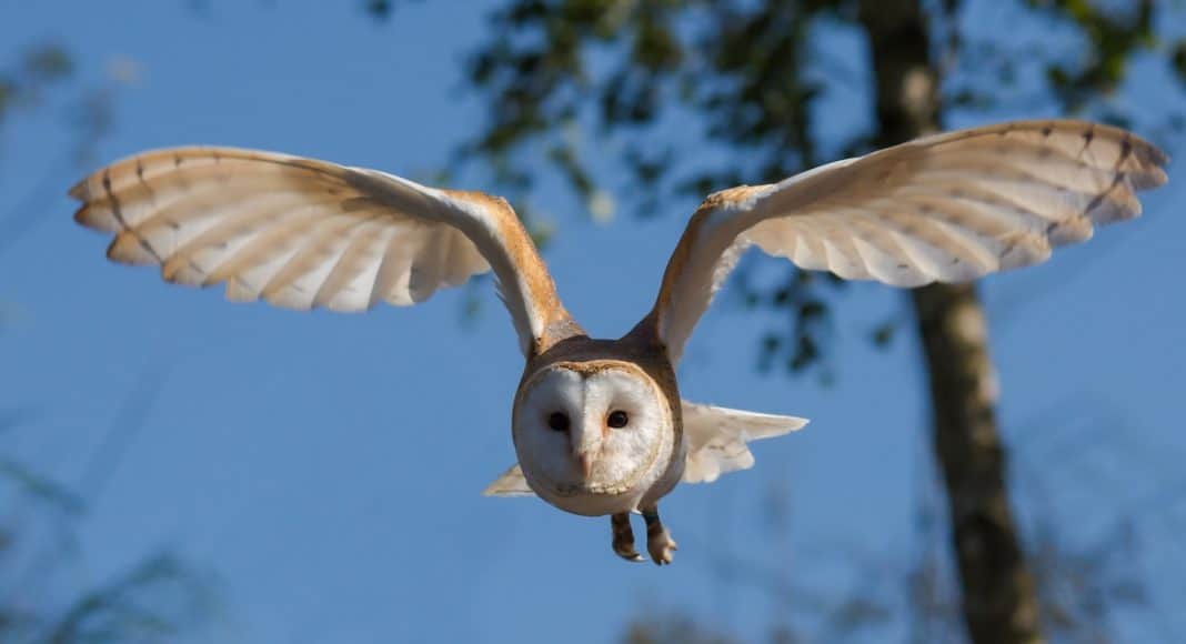 Eine Eule im Flug. Von Solchen Eulenflügeln ist die Neue Technologie für den Lärmschschutz bei der Windkraft abgeschaut.