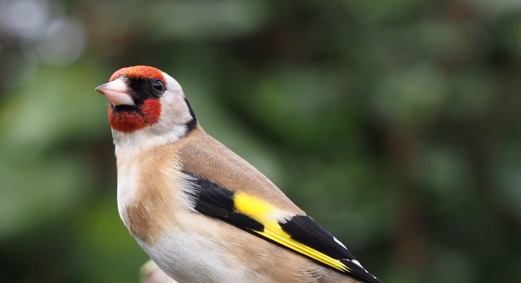 Ein Stieglitz sitzt auf einem Ast.