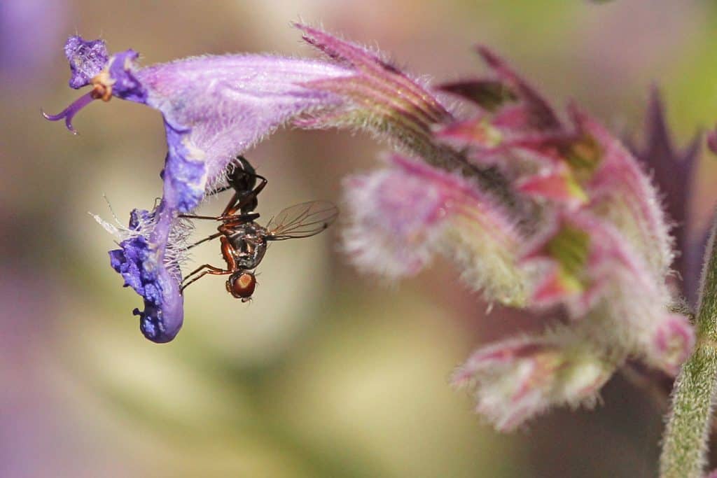 Fliege auf der Katzenminze.