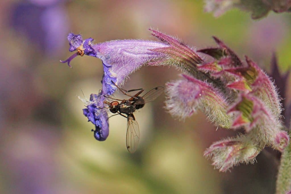 Fliege sitzt auf Katzenminzenblüte.
