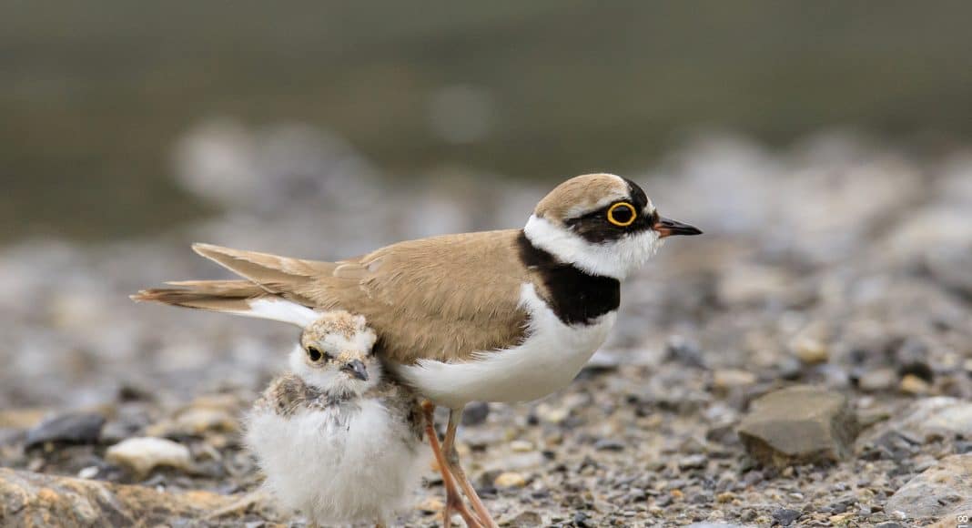 Auch Flussregenpfeiffer, hier mit Jungem, ist vom Hochwasser bedroht.
