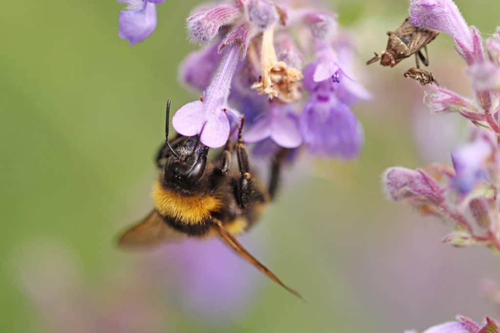 Eine Gartenhummel sitzt auf der Katzenminzenblüte.
