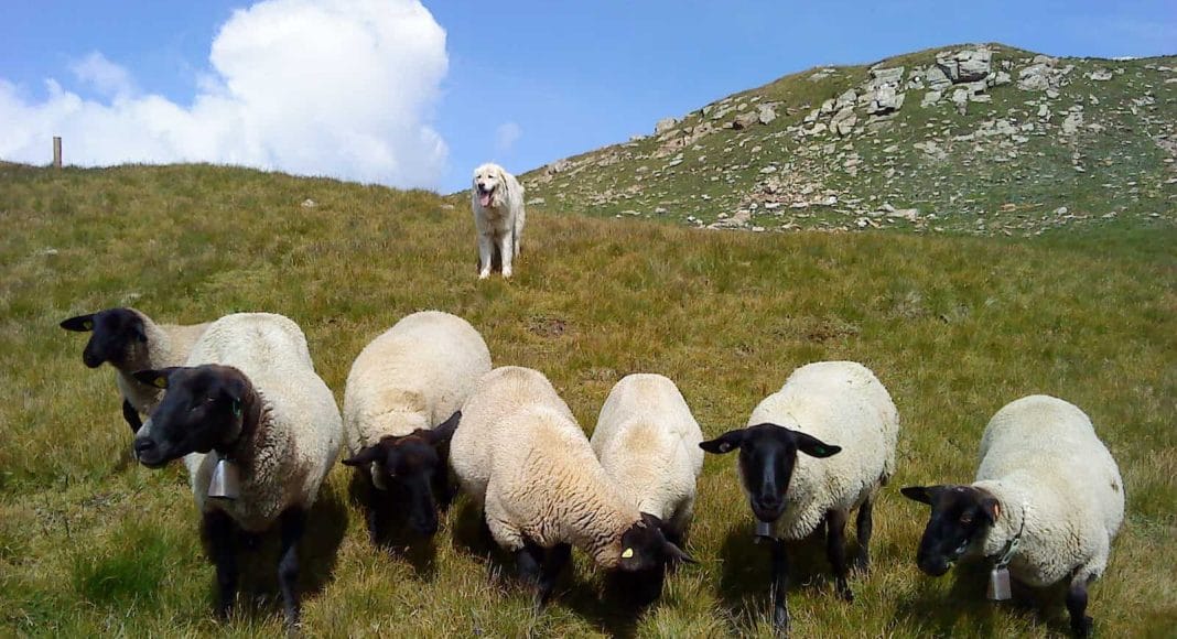 Ein Herdenschutzhund bewacht auf einer Alp die Schafe.