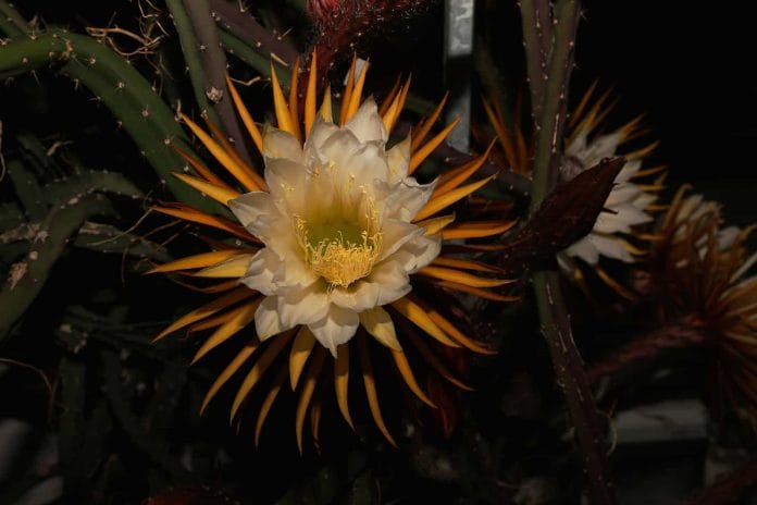 In der Kaktus/Sukkulenten-Sammlung sehen sie die blühende Königin der Nacht.