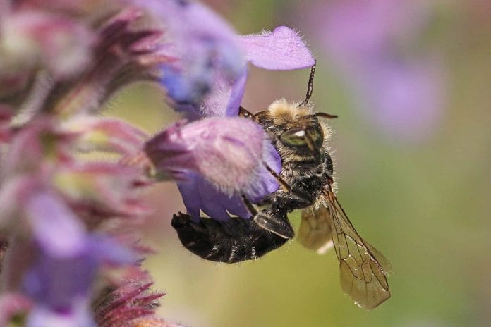 Eine Natternkopf-Mauerbiene sitzt auf der Blüte.