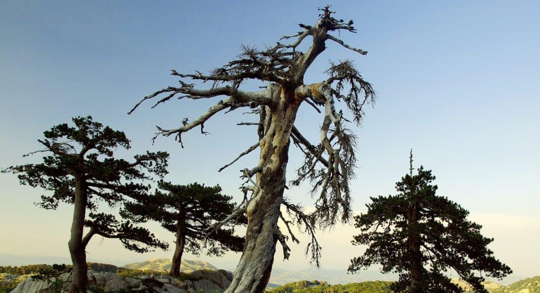 Der älteste Baum von Europa ist eine Schlangenhautkiefer.