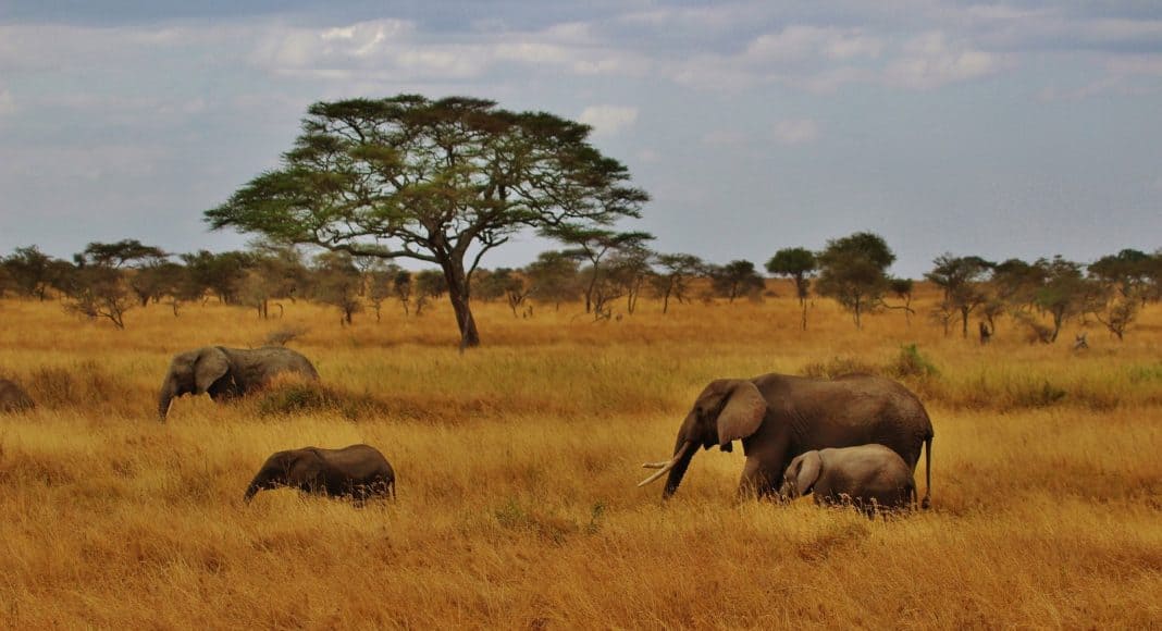 Tiere in der Serengeti, wie diese Elefanten, müssen gerettet werden.