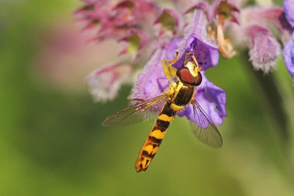 Eine Stabschwebfliege sitzt auf der Katzenminzenblüte.