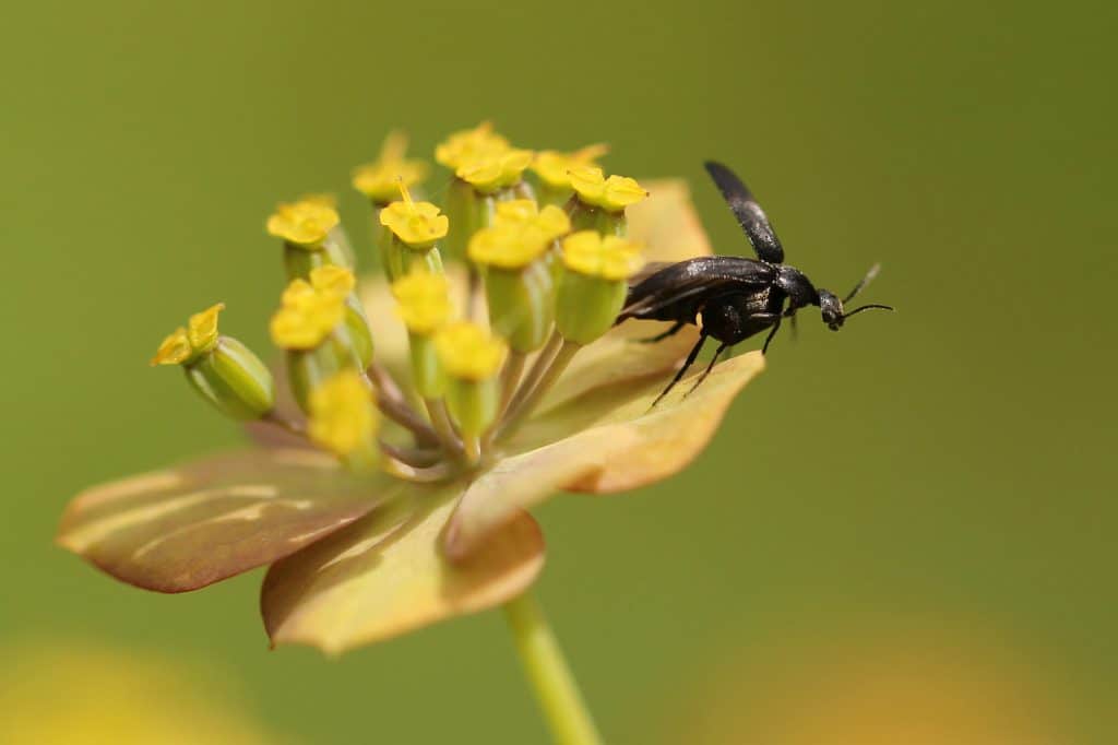 Der Schwarze Stachelkäfer hebt gerade von der Blüte ab und fliegt los.