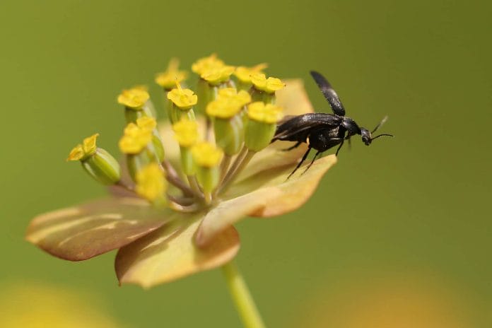 Der Schwarze Stachelkäfer hebt gerade von der Blüte ab und fliegt los.