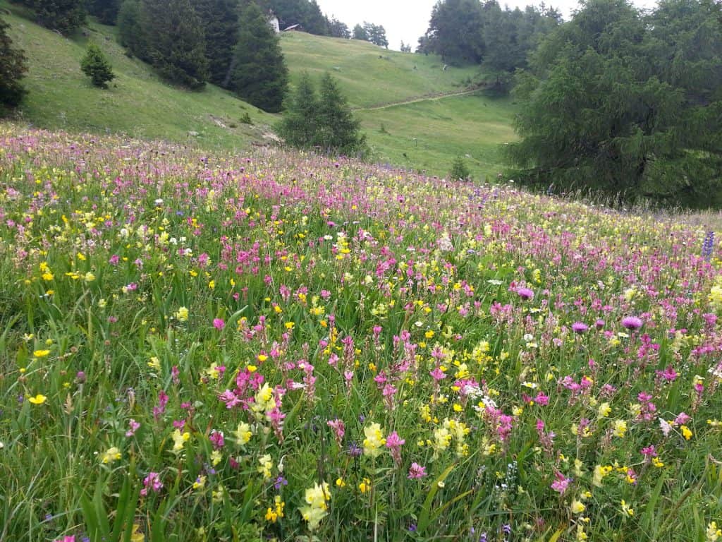 Eine Wiese mit vielen Pflanzenarten fördert die Biodiversität.