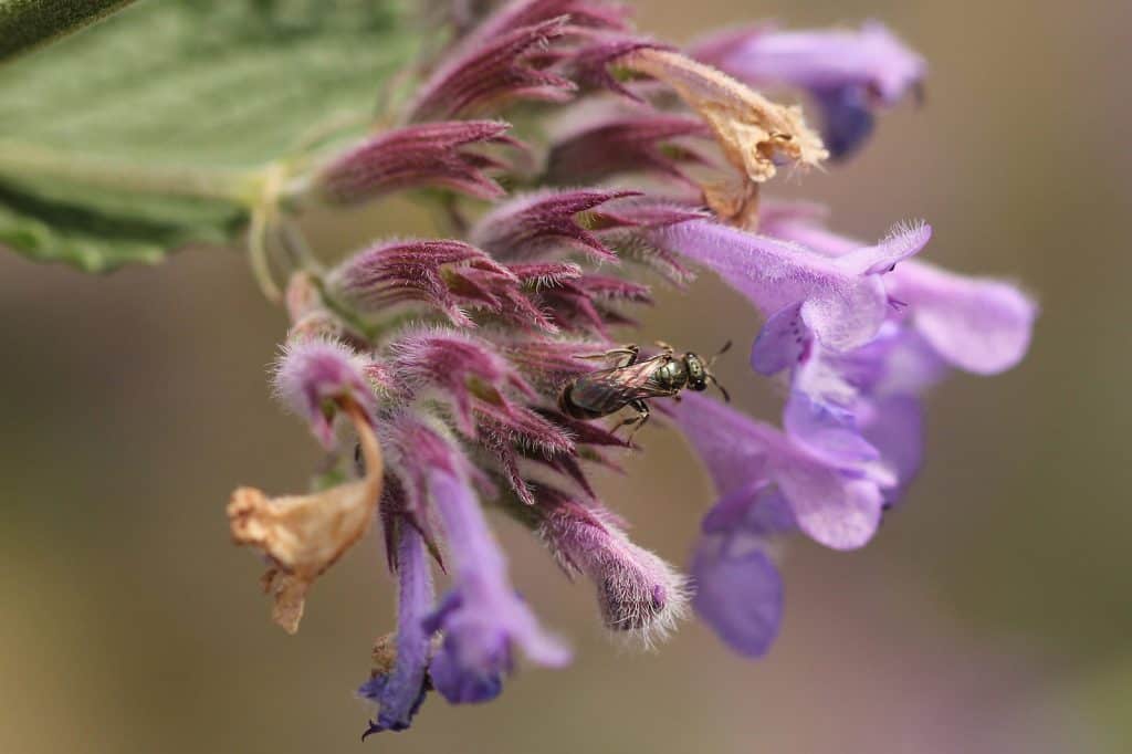 Eine winzige Wildbiene sucht Nahrung auf der Katzenminze.