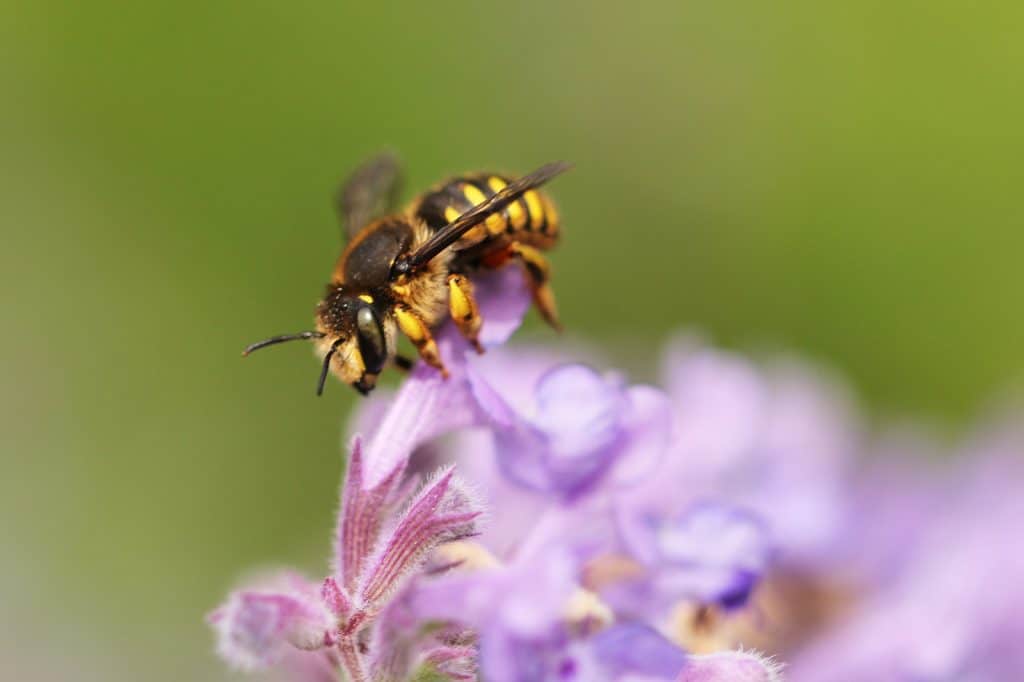 Wollbiene sitzt auf einer Kazenminzenblüte.