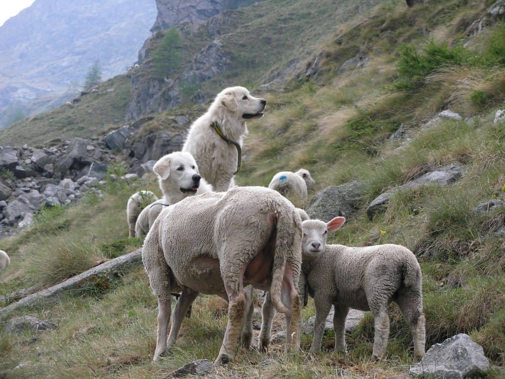 Der Herdenschutzhund passt in den Alpen auf die Schafe auf.