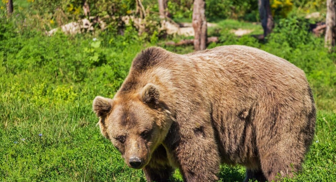 Ein Bär auf einer Wiese.