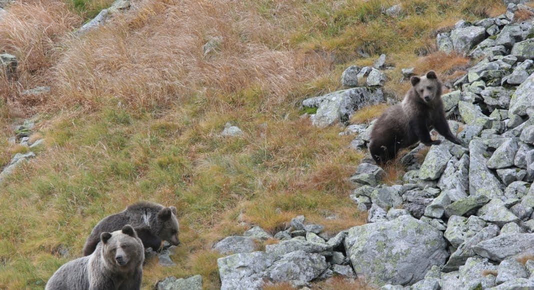 Bärin mit ihren Jungen im Gebirge unterwegs.