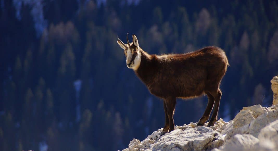 Für diese Gämse kann eine Drohne ein Stressauslöser sein.