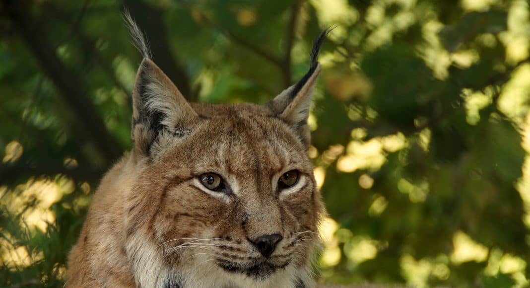Ein Luchs- Porträt.