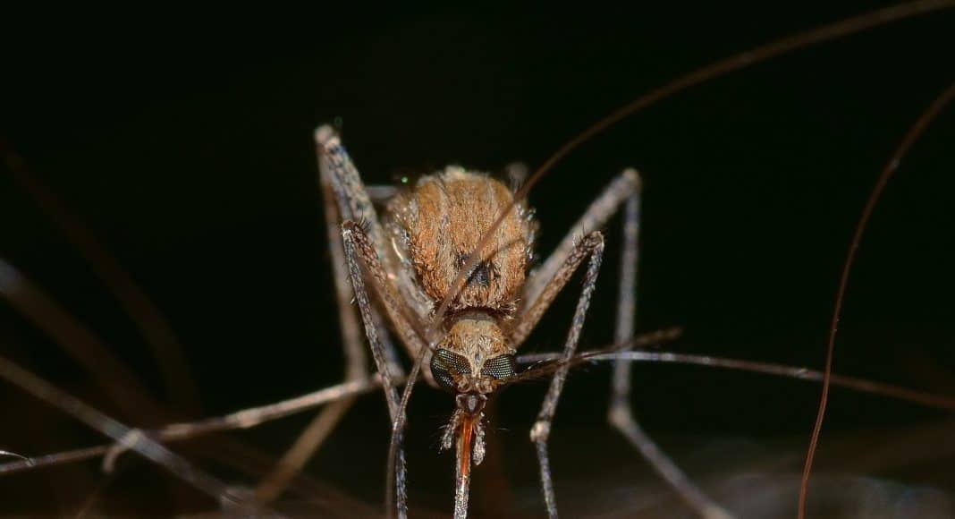 Mückenstiche sind mit einfachen Hausmittel zu bekämpfen.