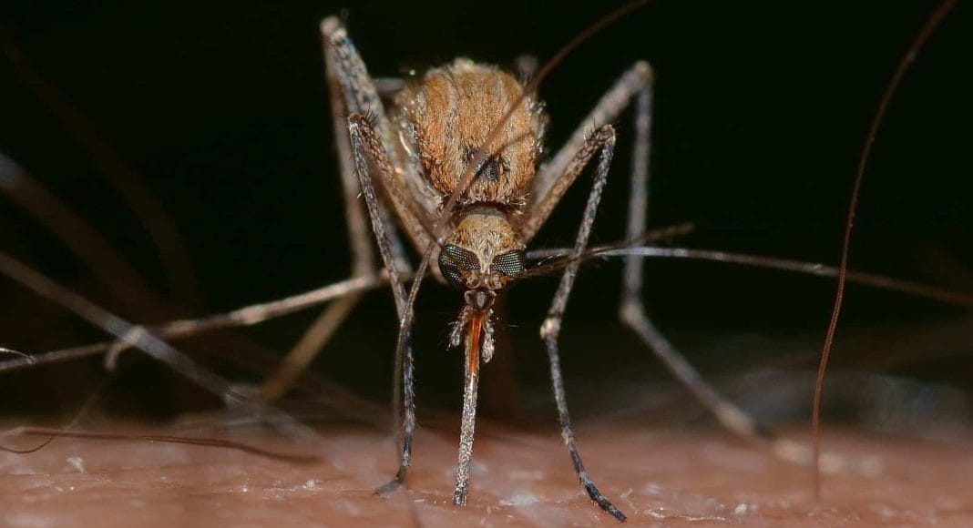 Mückenstiche sind mit einfachen Hausmittel zu bekämpfen.