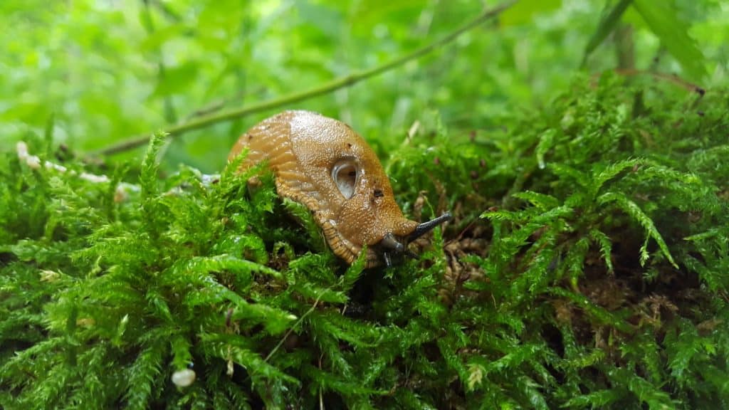 Eine Wegschnecke kriecht über Moos.