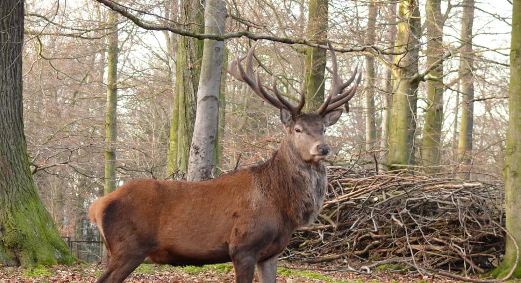 Menschen lösen bei Rothirschen mehr Stress aus als Raubtiere.