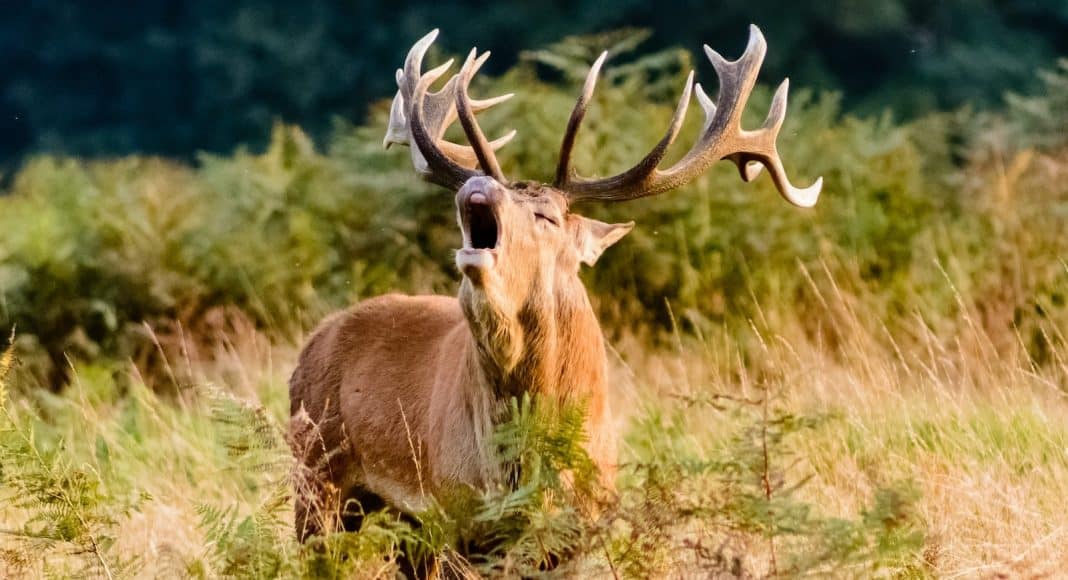 Ein Rothirsch, gehört zum Rotwild, am Röhren.