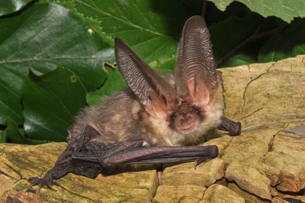 Fledermaus braucht Insekten als Nahrung.