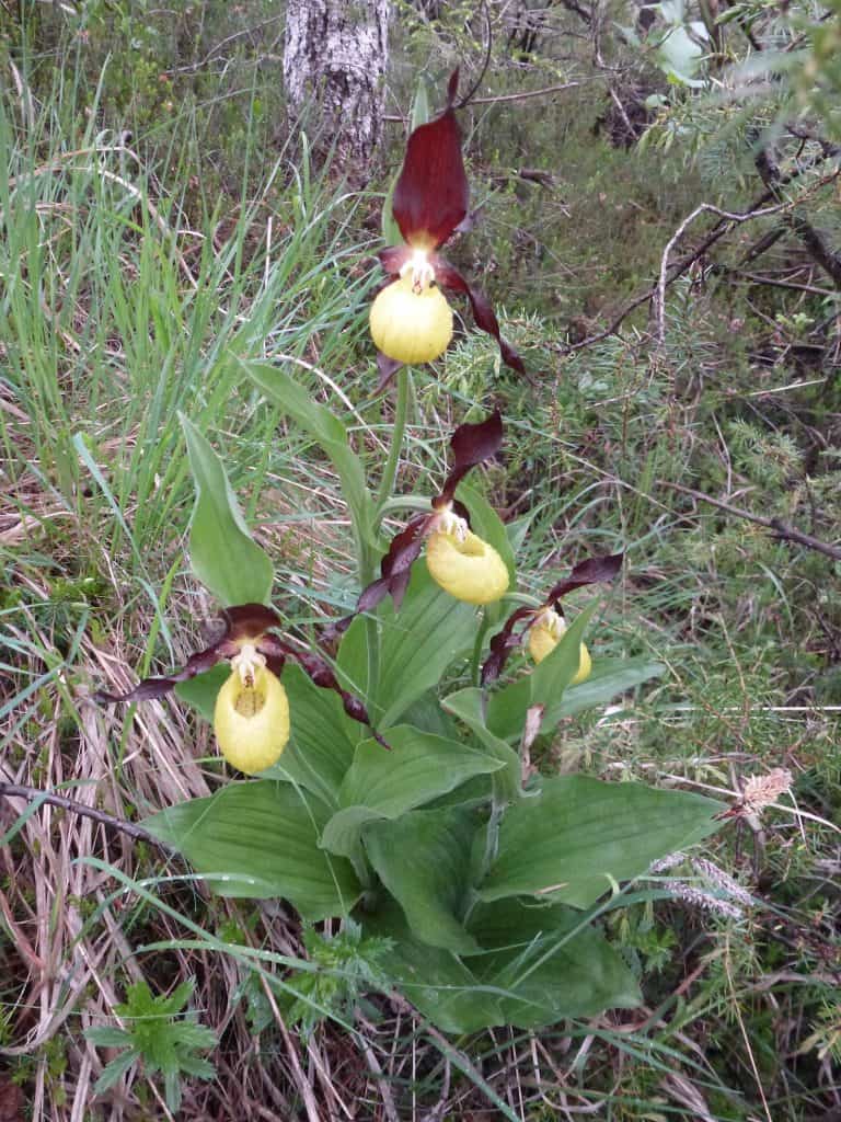 Der Frauenschuh ist geschützt und wächst im Kandertal.