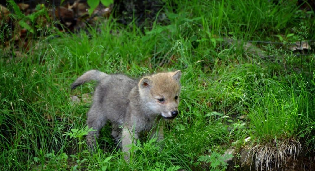 Ein junger Wolf ergänzt nun das Wolfsrudel im Tessin.
