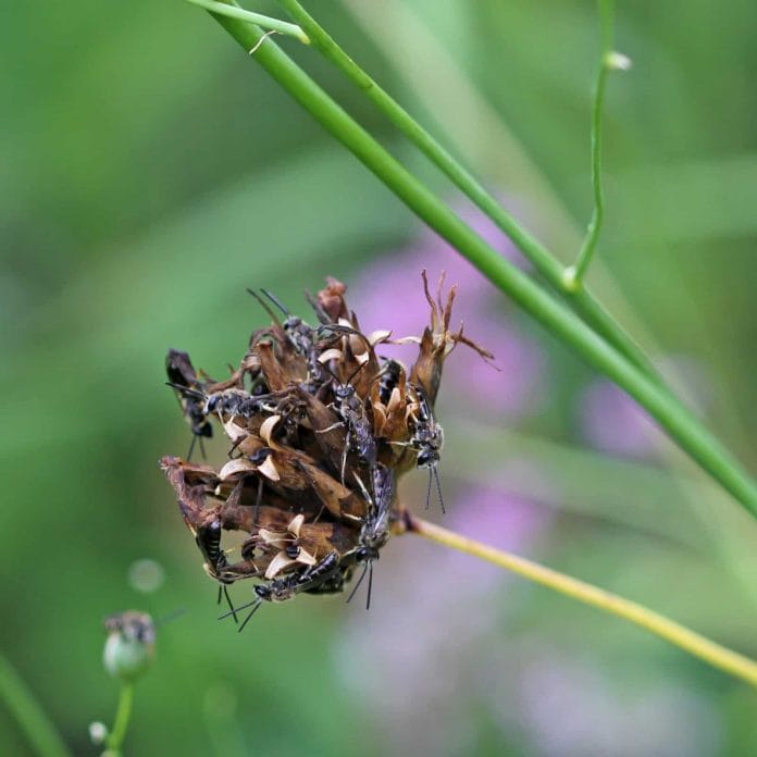 Einige männliche Schmalbienen sitzen auf einer Blüte, die ihnen als Schlafplatz dient.