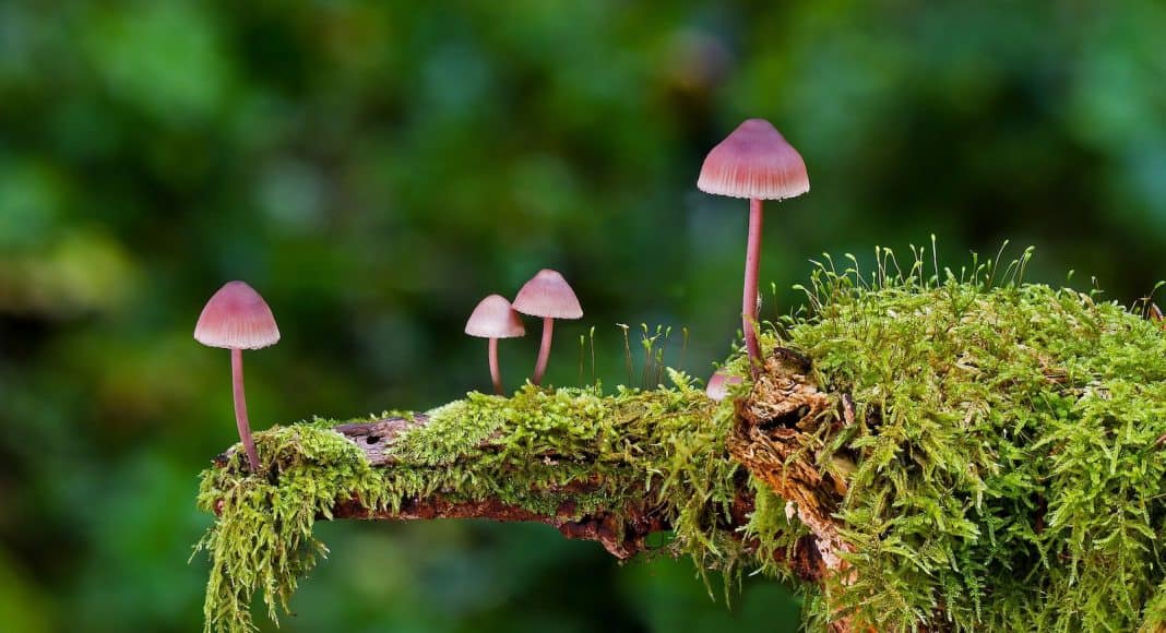 Pilze und Tiere sind wichtig für die Artenvielfalt im Wald.