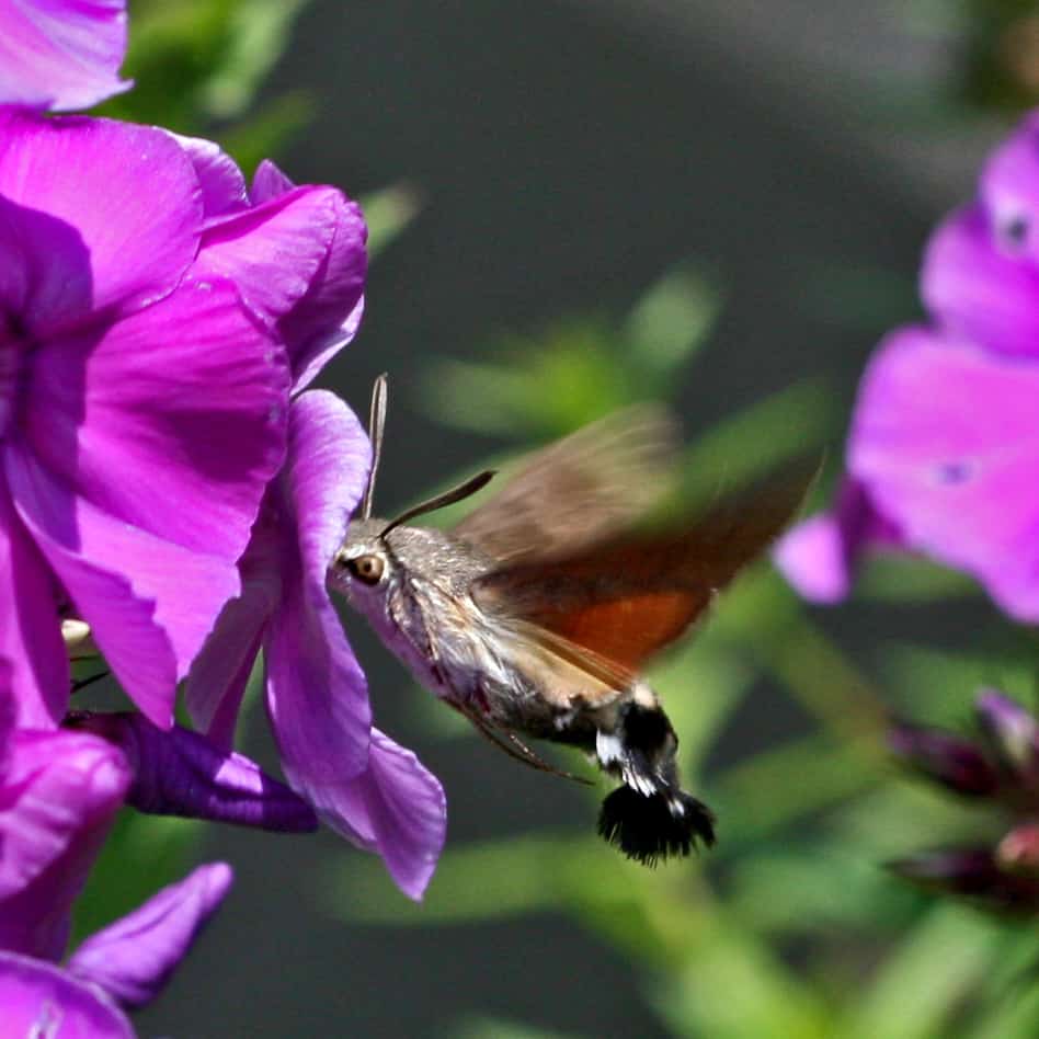 Ein Taubenschwänzchen saugt an einem Phlox.