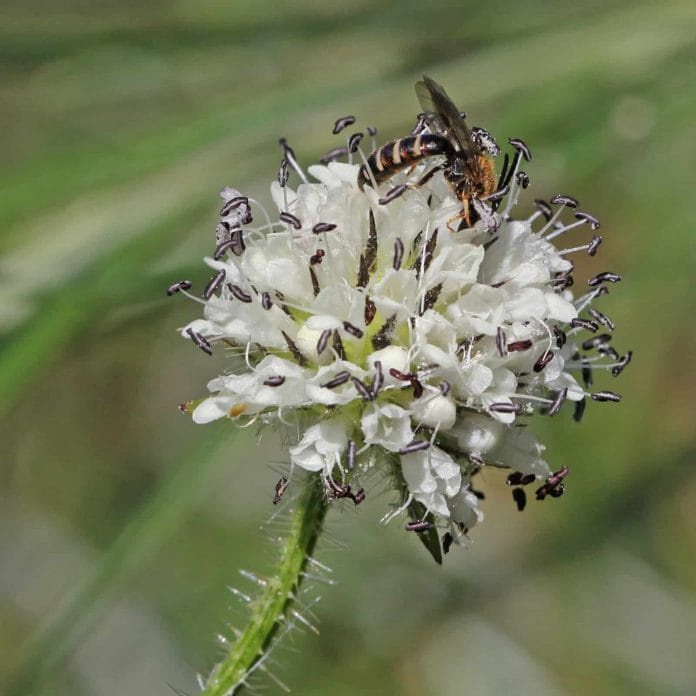 Eine Wildbiene sitzt auf einer behaarten Karde.
