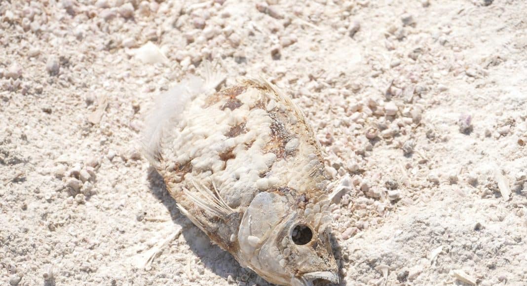 Der Hitzesommer hat den Fischen nicht nur im Rhein zugesetzt.