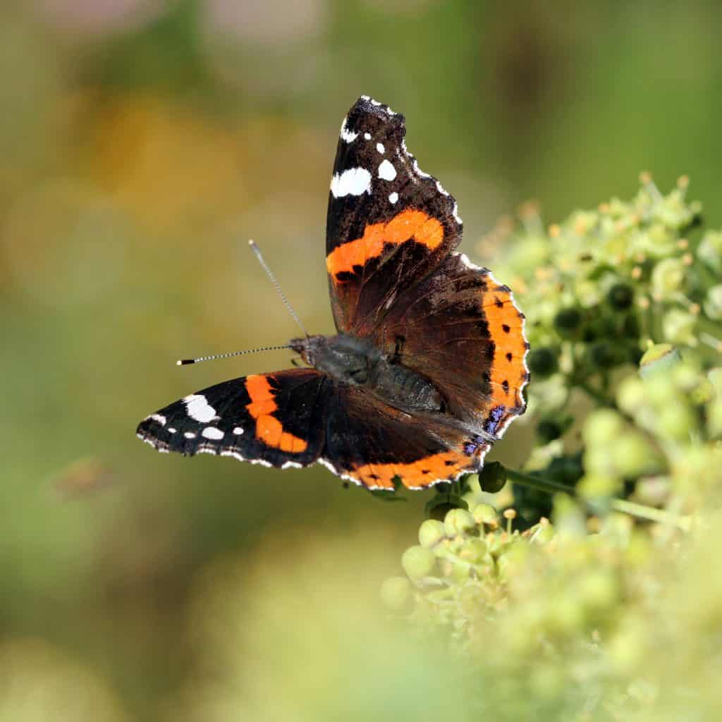 Ein Admiral sitzt auf einer Blüte.