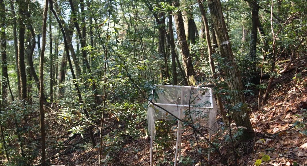 Eine Falle, die im Wald aufgestellt ist.