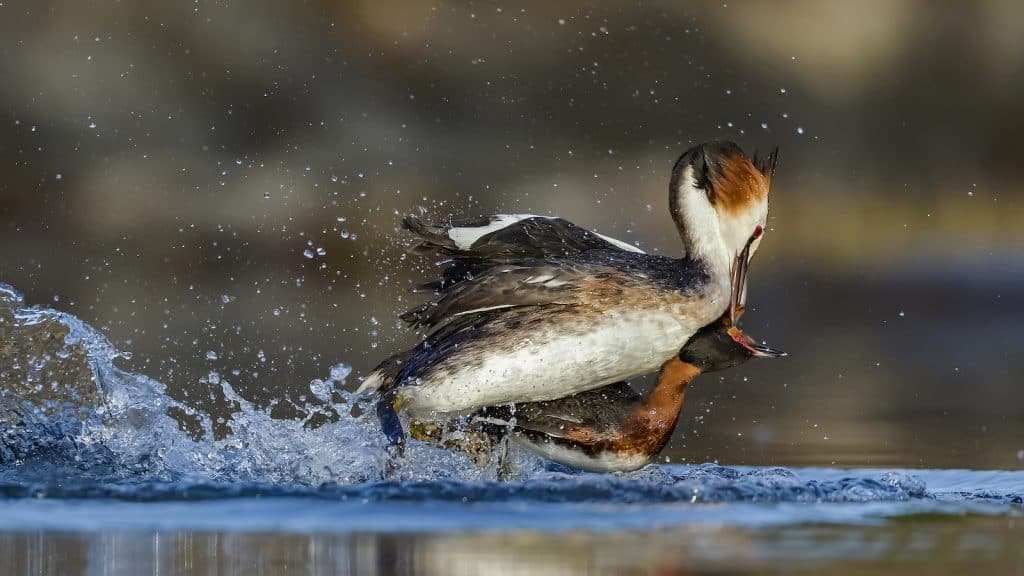 Zwei Enten kämpfen miteinander.