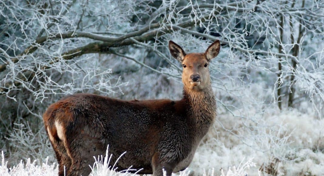Wildtier, hier Hirsch, steht im Schnee.