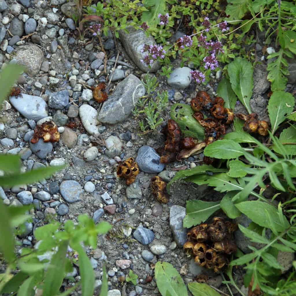 Seltsame Gebilde im Garten.