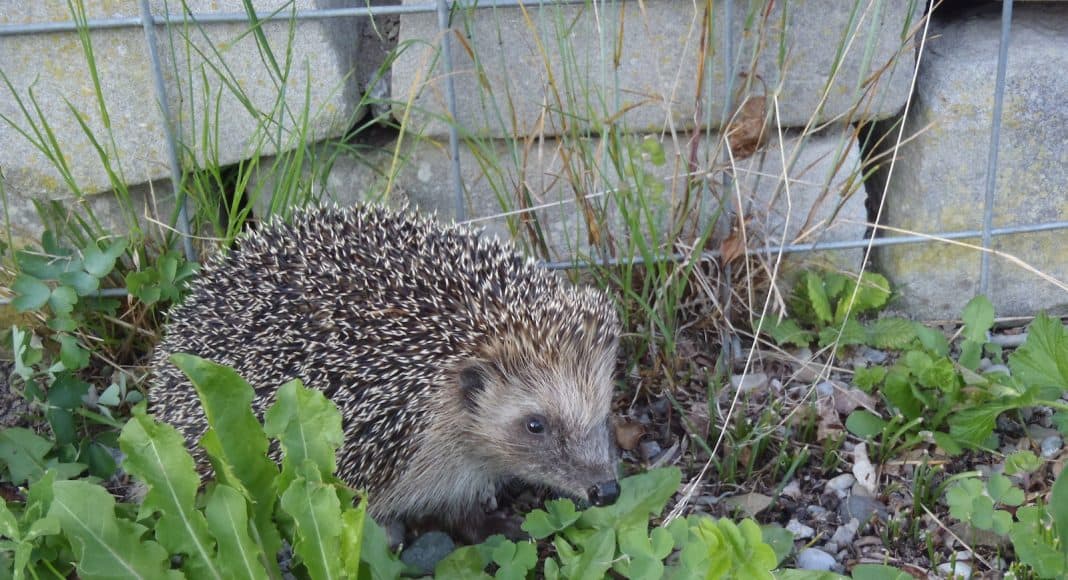 Ein Igel in einem Garten.