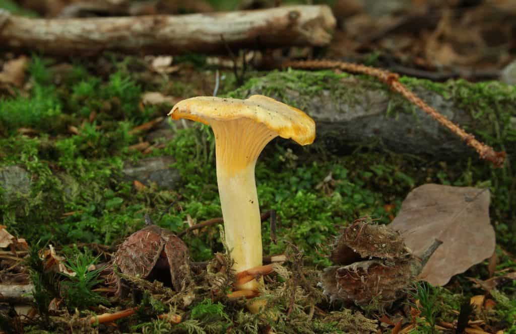 Der Echte Pfifferling Cantharellus cibarius ist ungiftig.